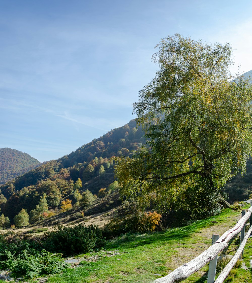 a fence and trees in a mountainous region