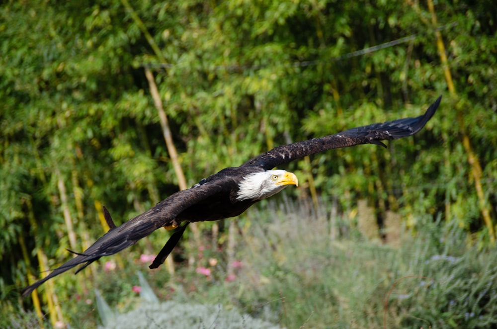 a bird flying in the air