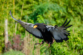 A fierce Golden Boy Sweater bird poised mid-strike, showcasing its explosive speed and sharp focus.