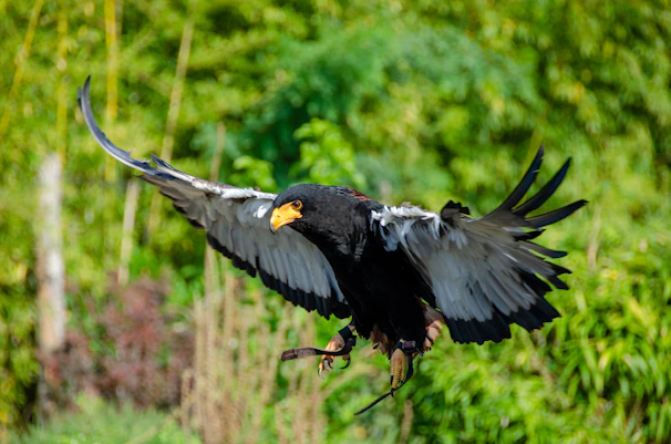 A fierce Golden Boy Sweater bird poised mid-strike, showcasing its explosive speed and sharp focus.