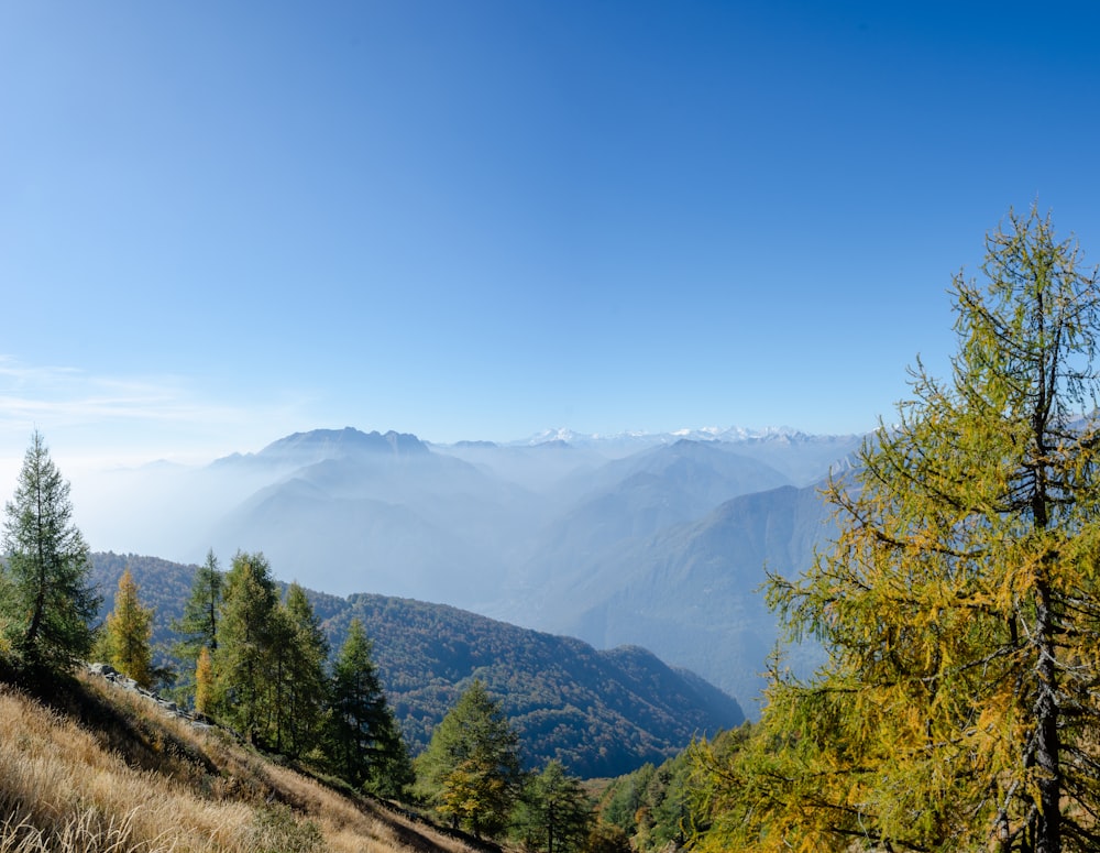 a view of a mountain range and trees from a hill