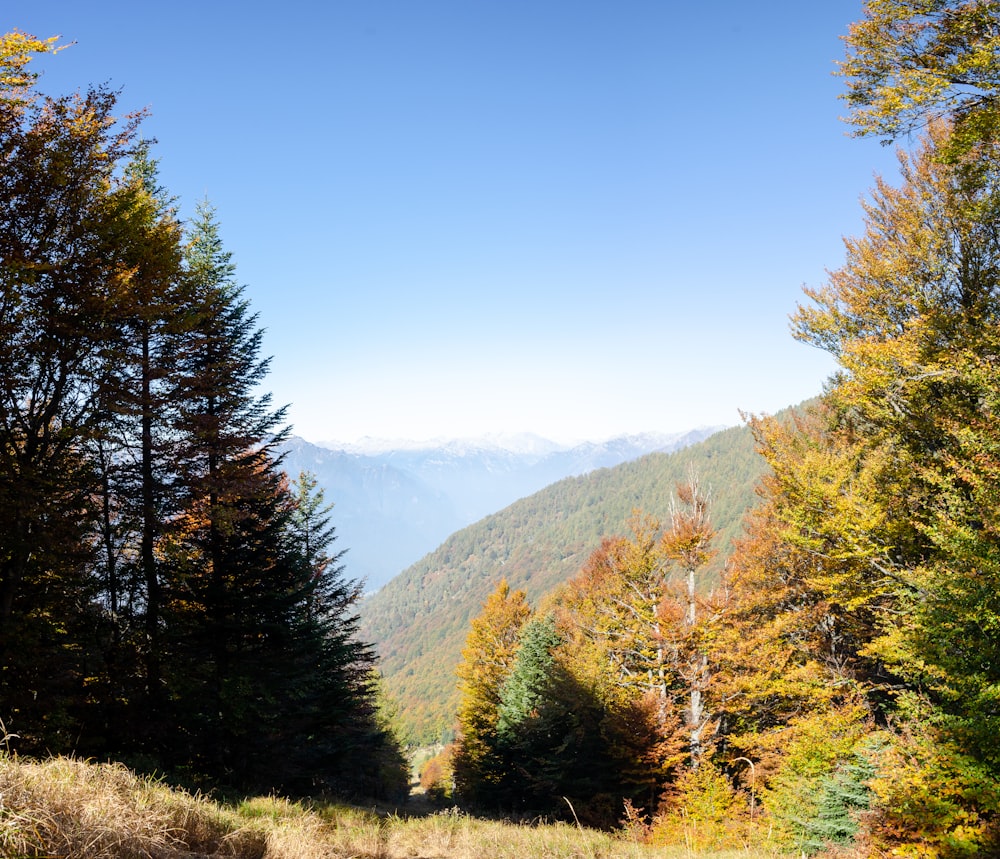 a view of a valley with trees and mountains in the background