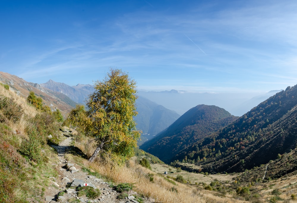 a tree on a mountain