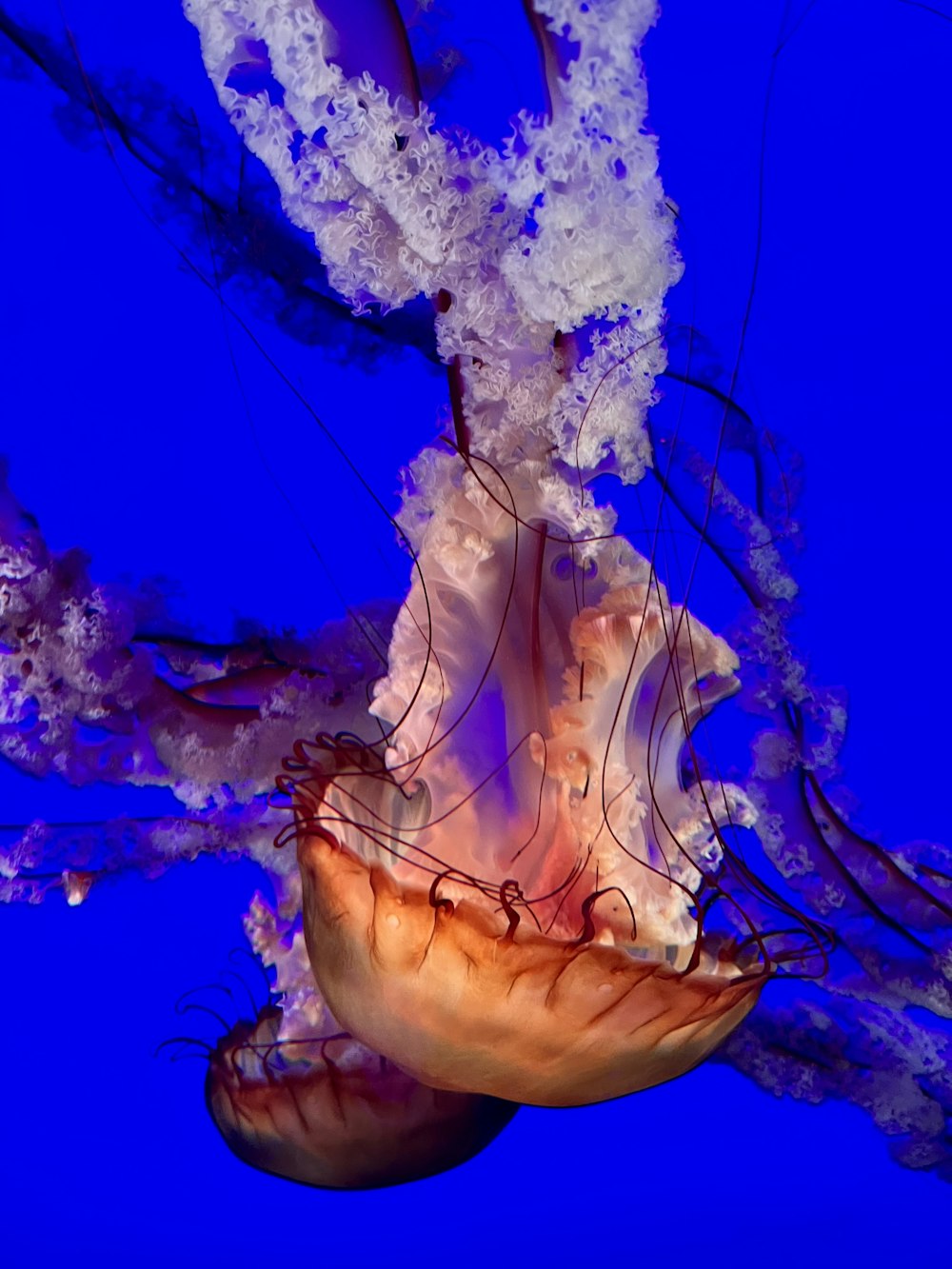 Una medusa nell'acqua
