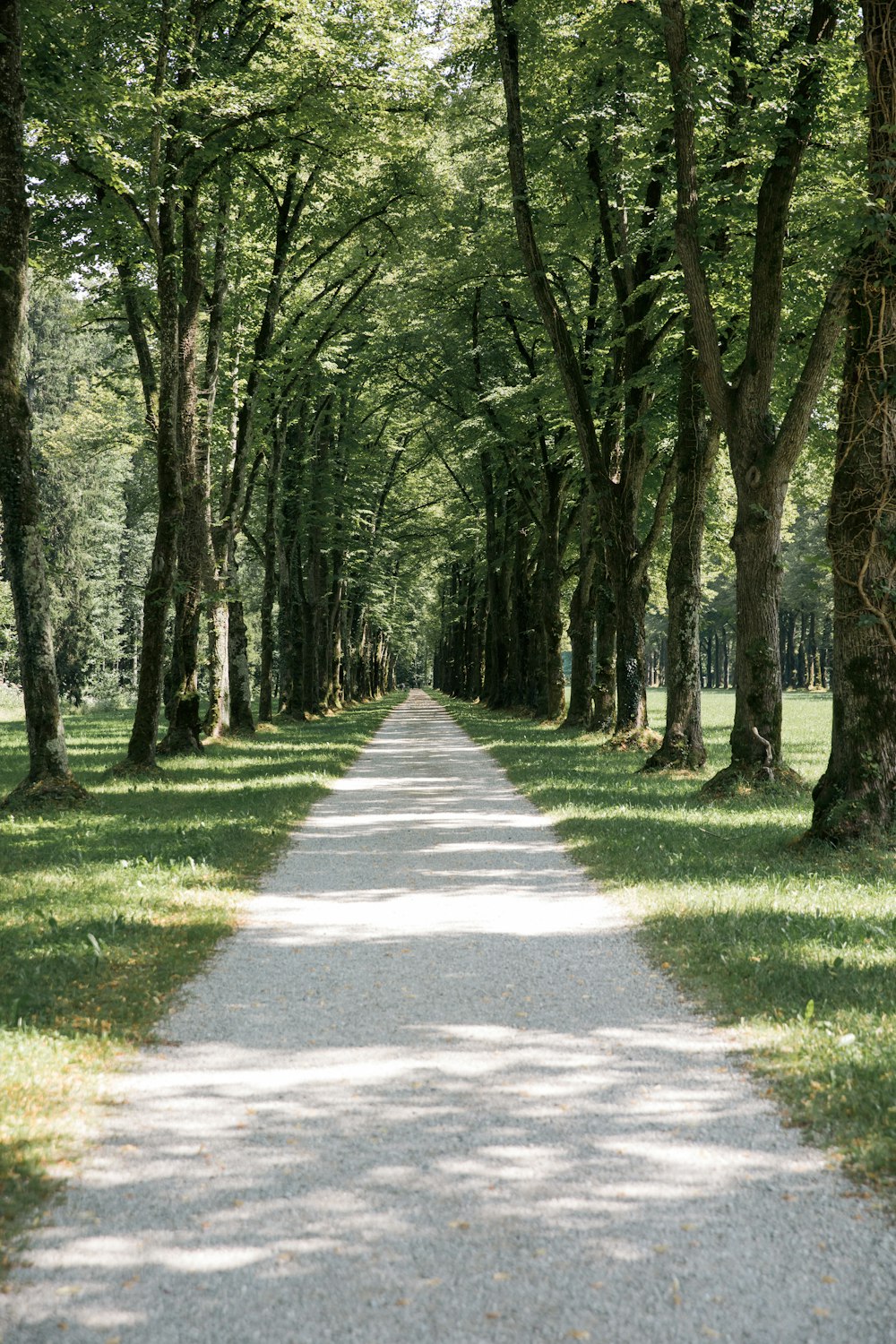 a road in a forest