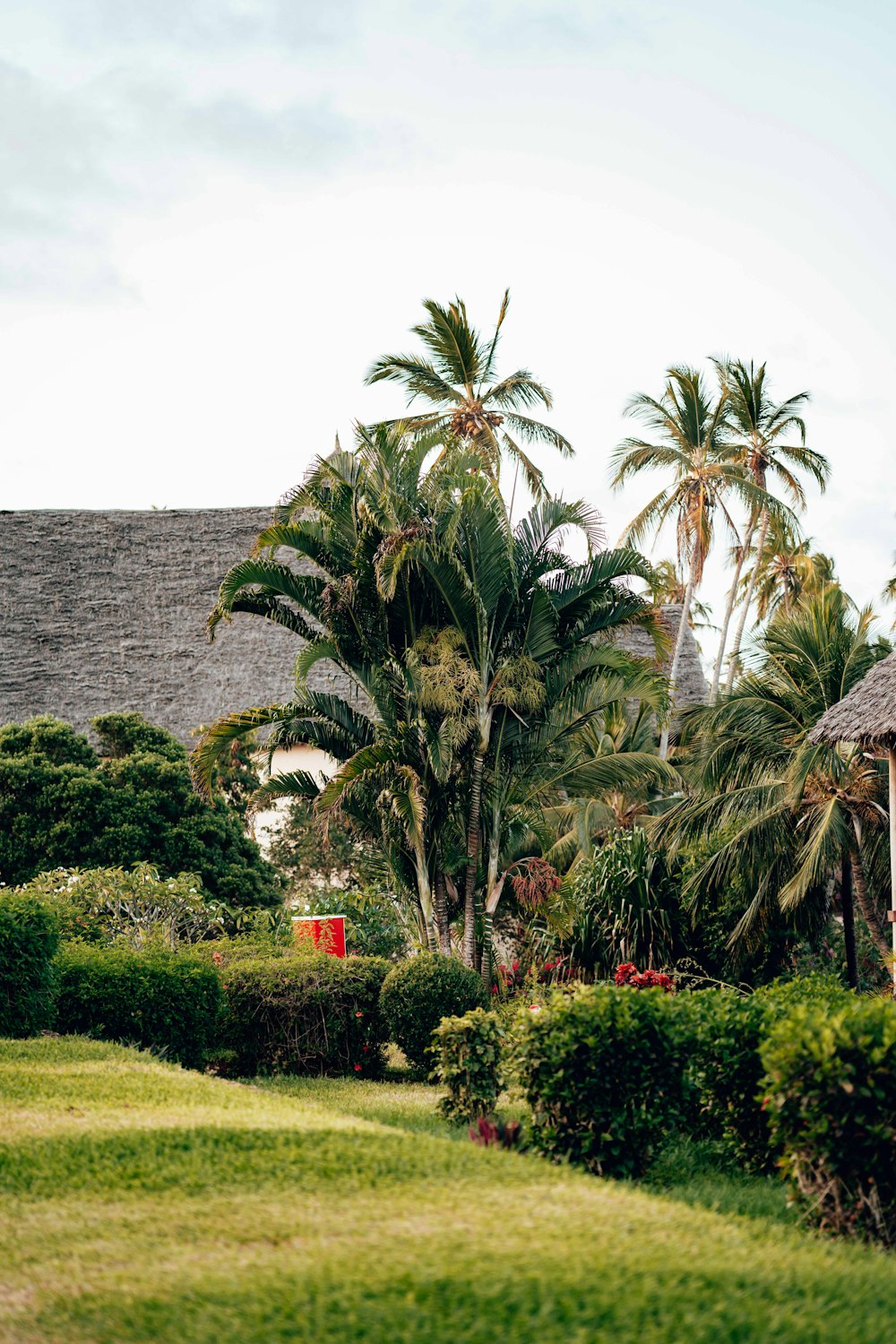 a green lawn with palm trees and bushes