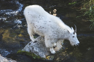 A mountain goat with a white, fluffy coat stands on a moss-covered rock. Surrounding the rock is a flowing stream with clear water. The goat's fur has dark spots, and it has two short, curved horns. Green vegetation can be seen along the edge of the stream.