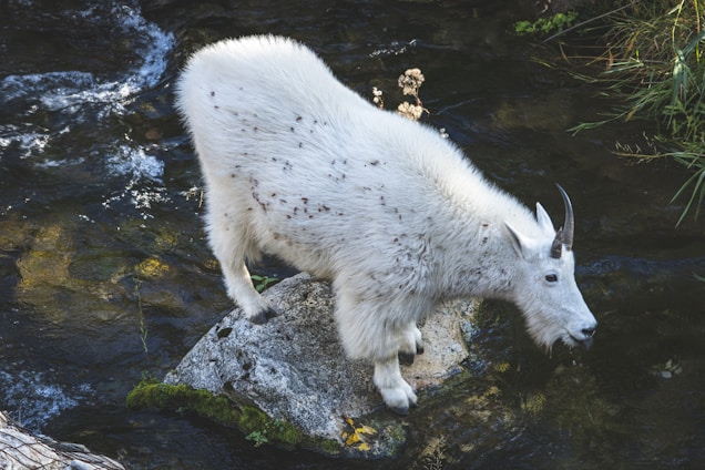 A mountain goat with a white, fluffy coat stands on a moss-covered rock. Surrounding the rock is a flowing stream with clear water. The goat's fur has dark spots, and it has two short, curved horns. Green vegetation can be seen along the edge of the stream.
