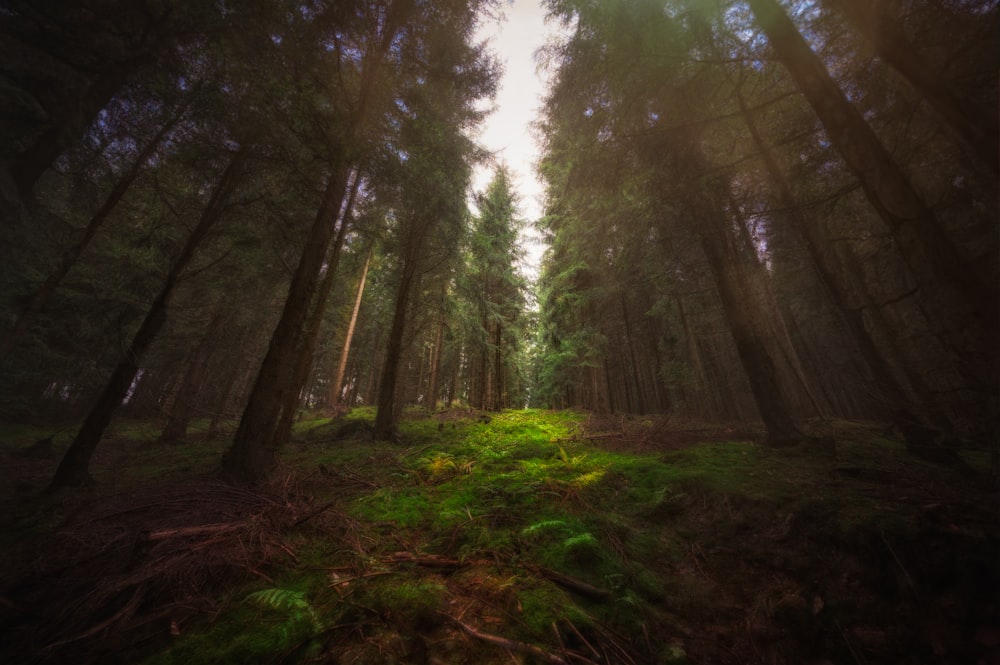 a forest with moss and trees