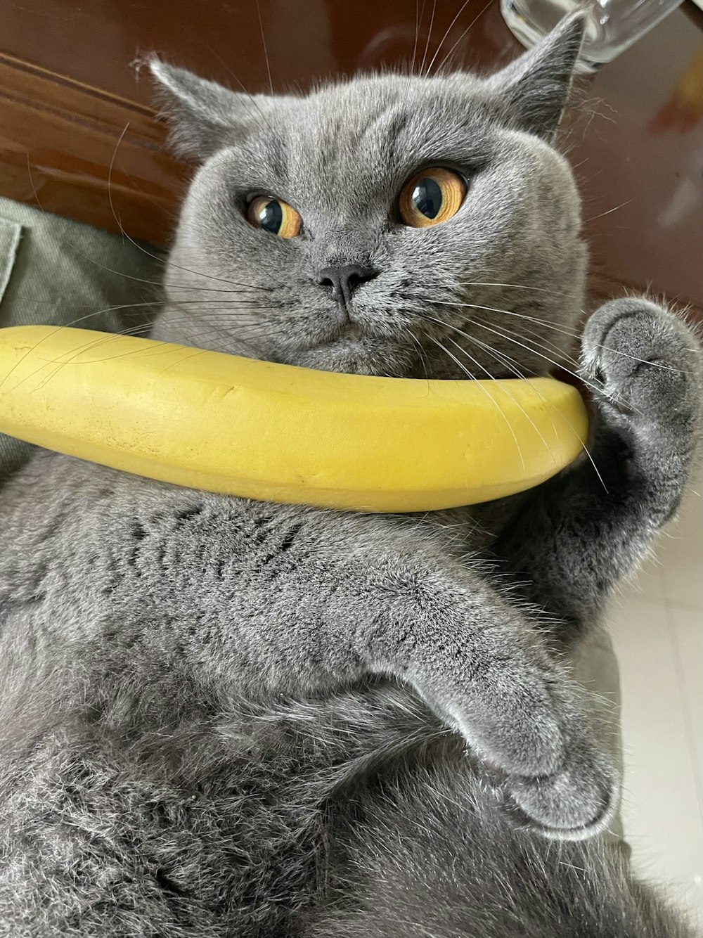 Un gato sosteniendo un plátano