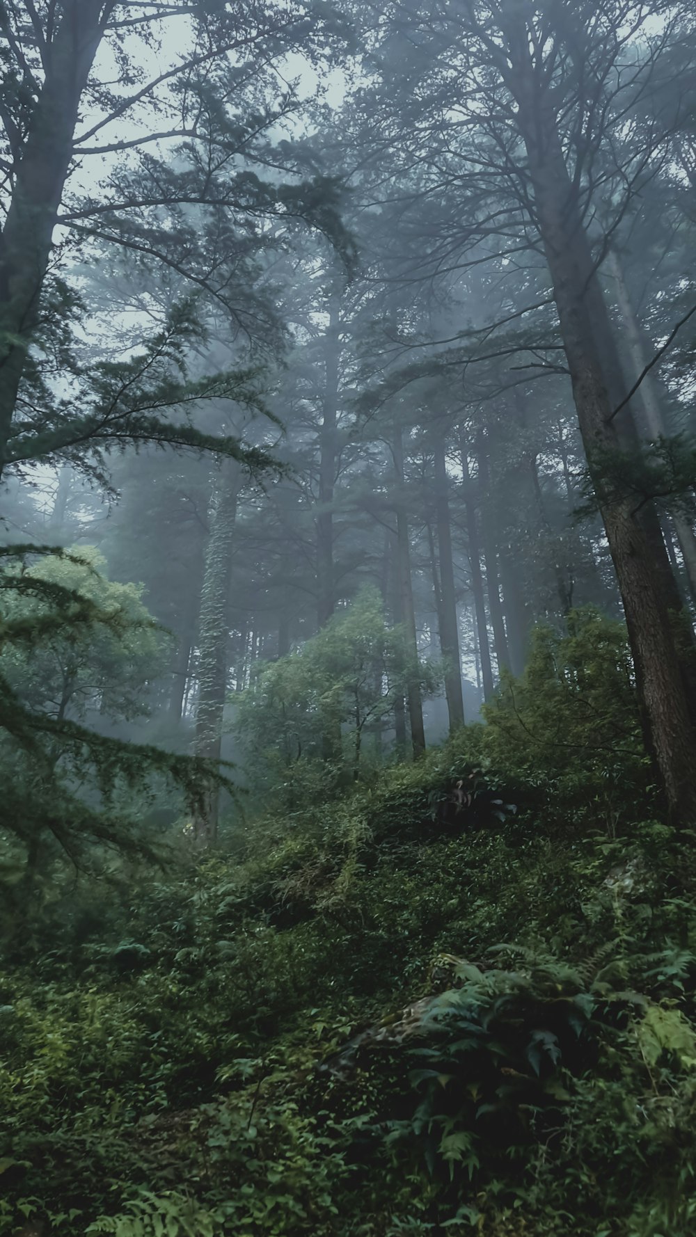 a forest with trees