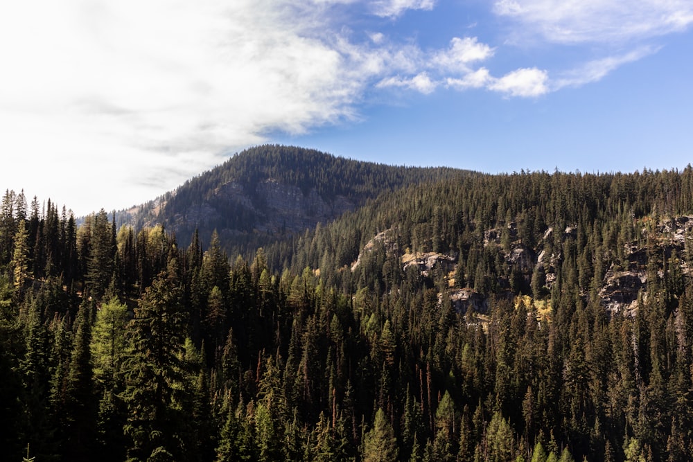 a forest of trees