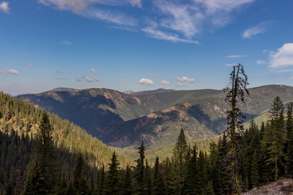 a forest of trees