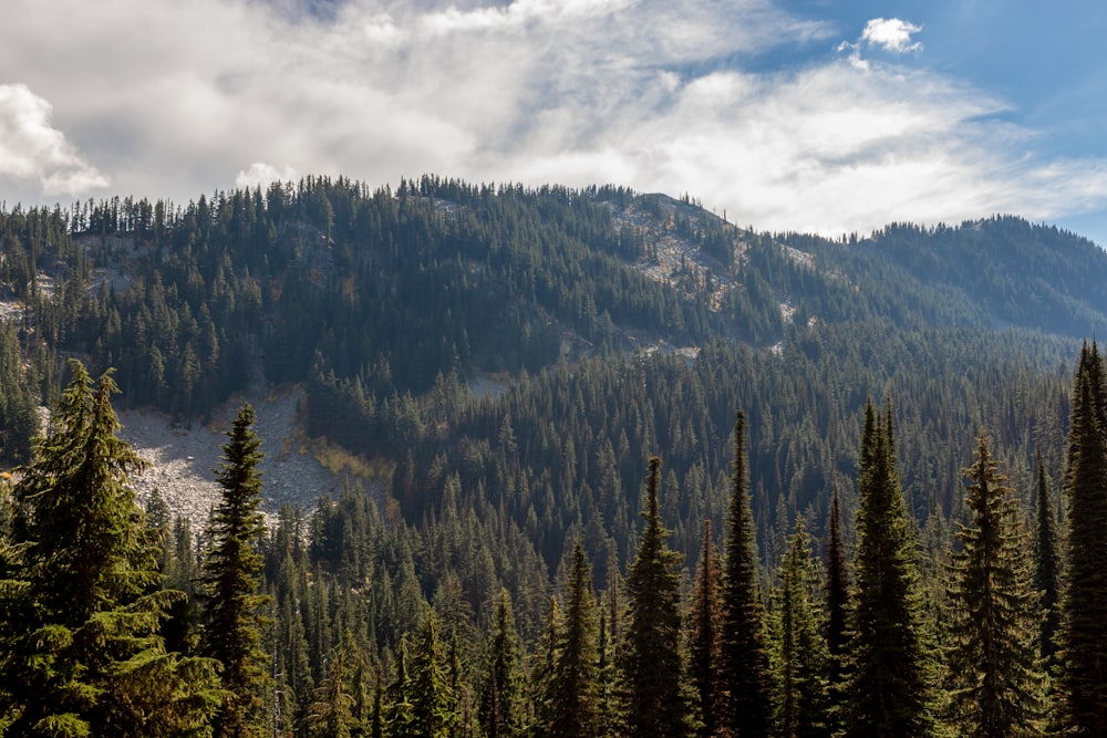 a forest of trees