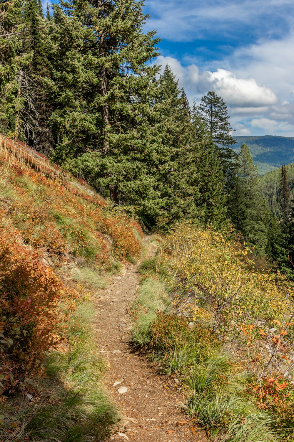 Un camino de tierra a través de un bosque