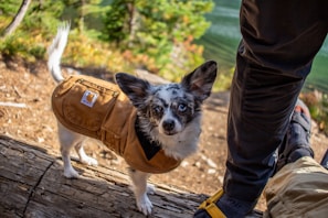 a dog wearing a vest