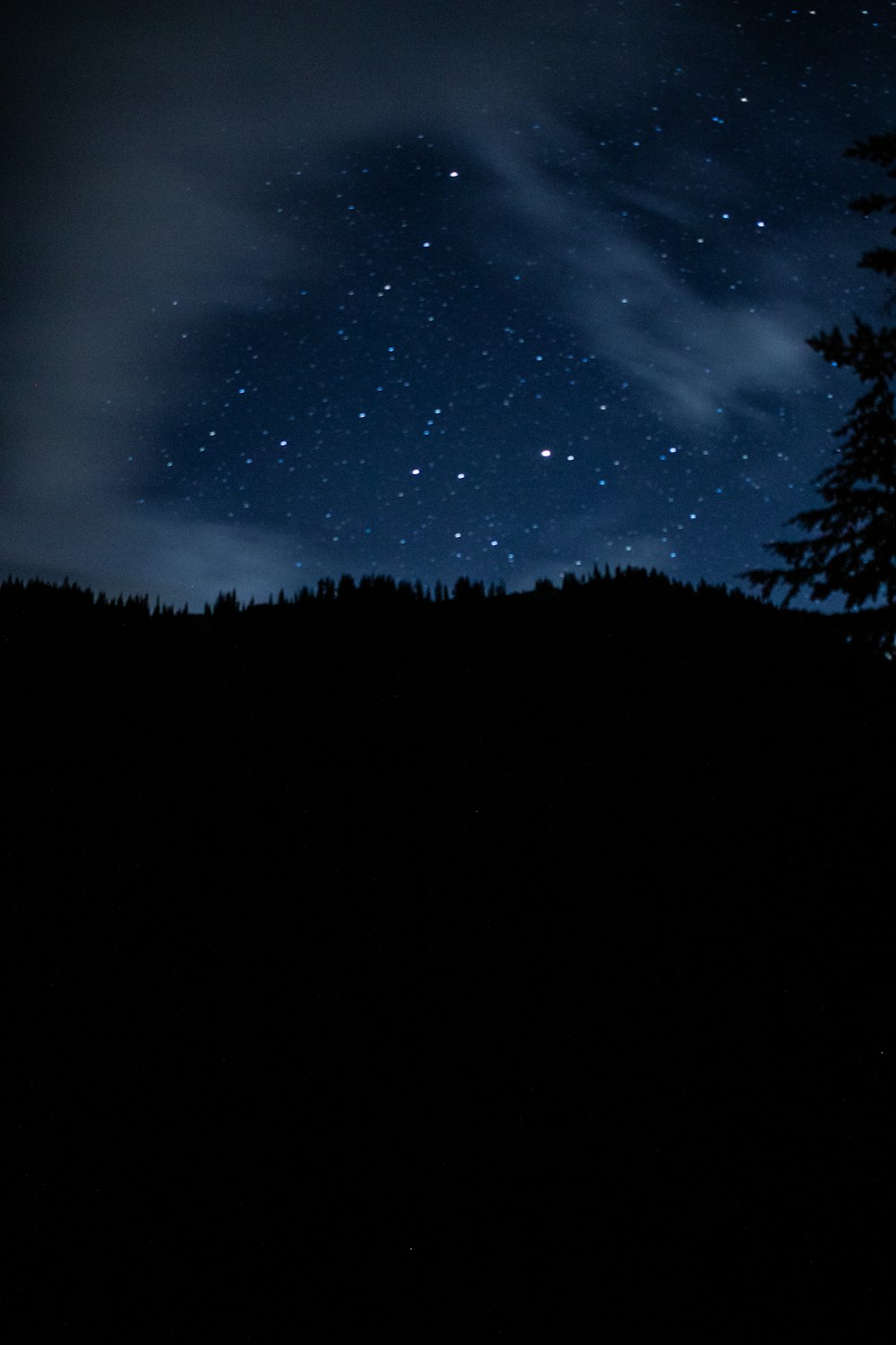Ein sternenklarer Nachthimmel über Bäumen
