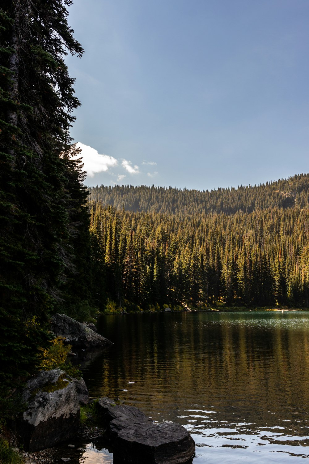 a lake surrounded by trees