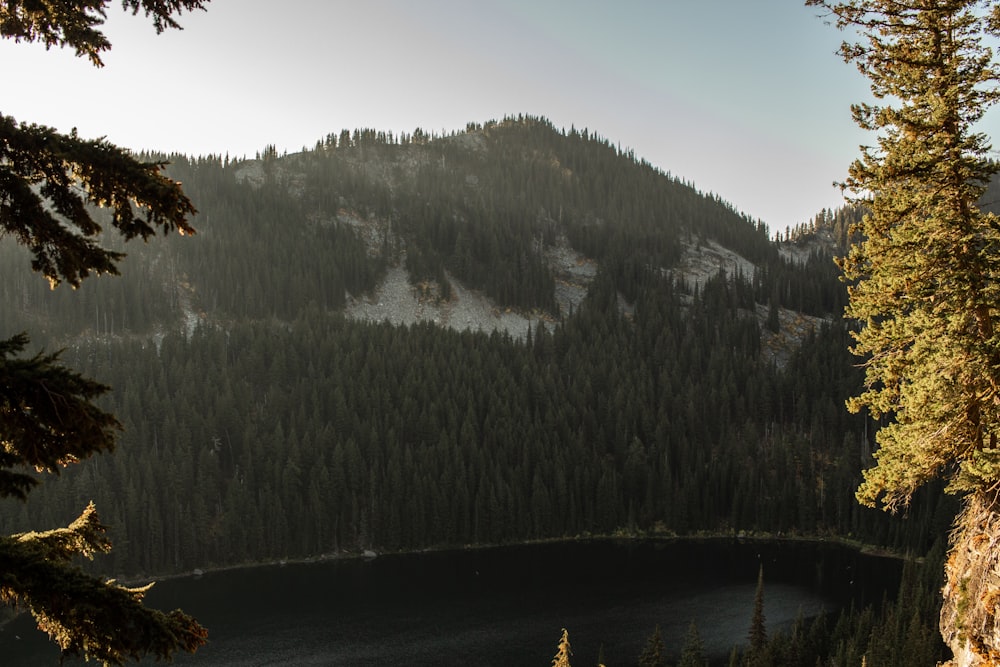 a lake with trees around it