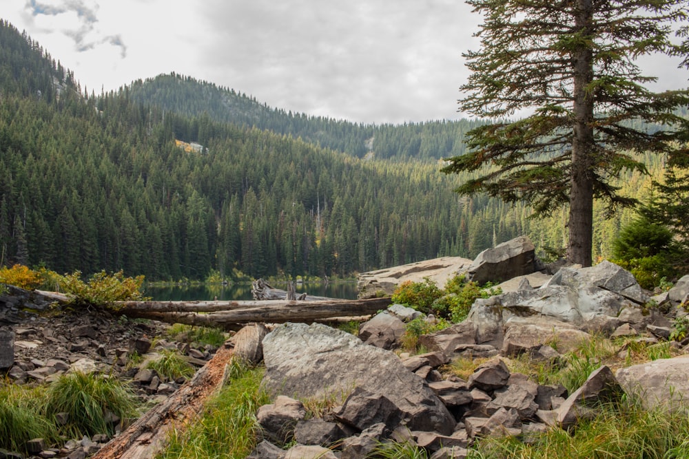 a rocky area with trees and mountains in the background