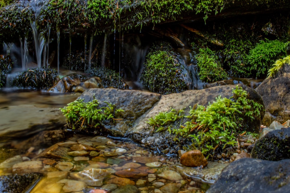 a waterfall in a forest