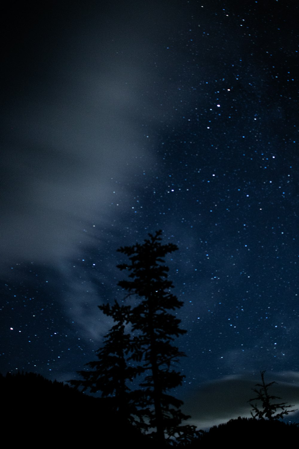 Un árbol con estrellas en el cielo
