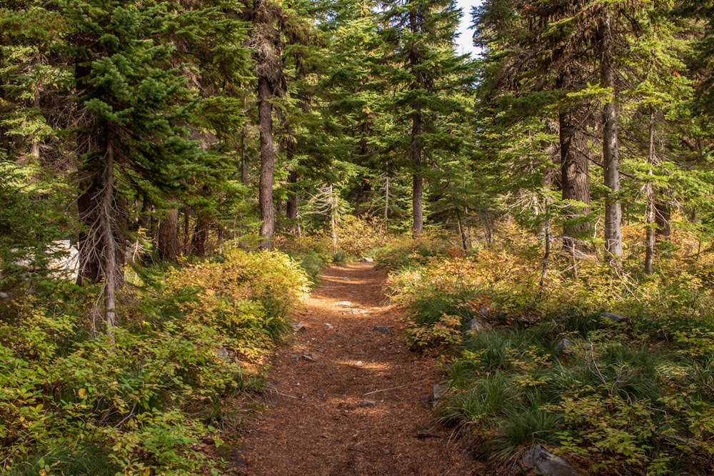 a dirt path through a forest