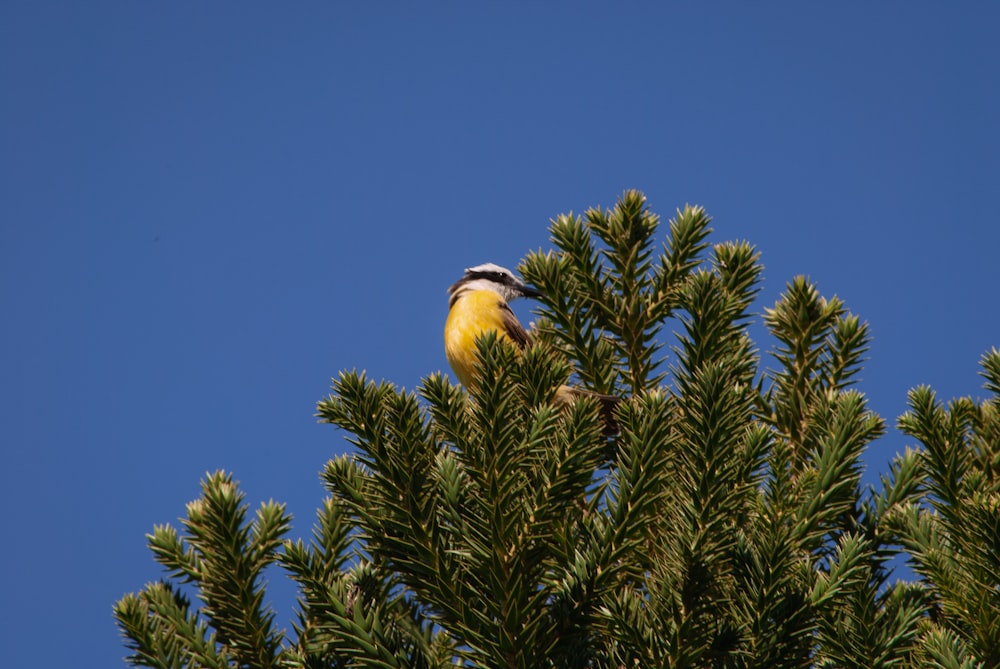 un oiseau assis sur un arbre