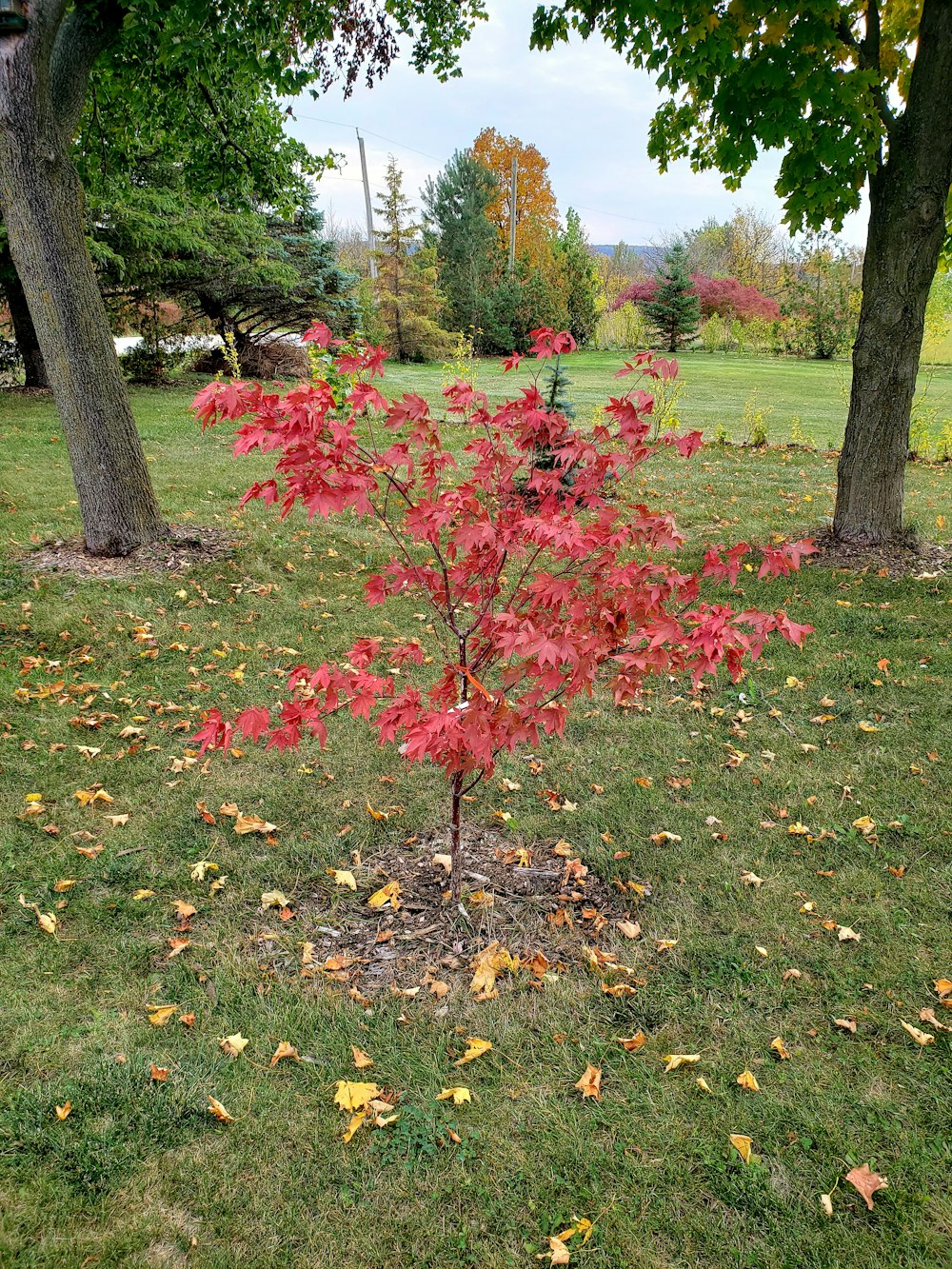 a tree with red leaves