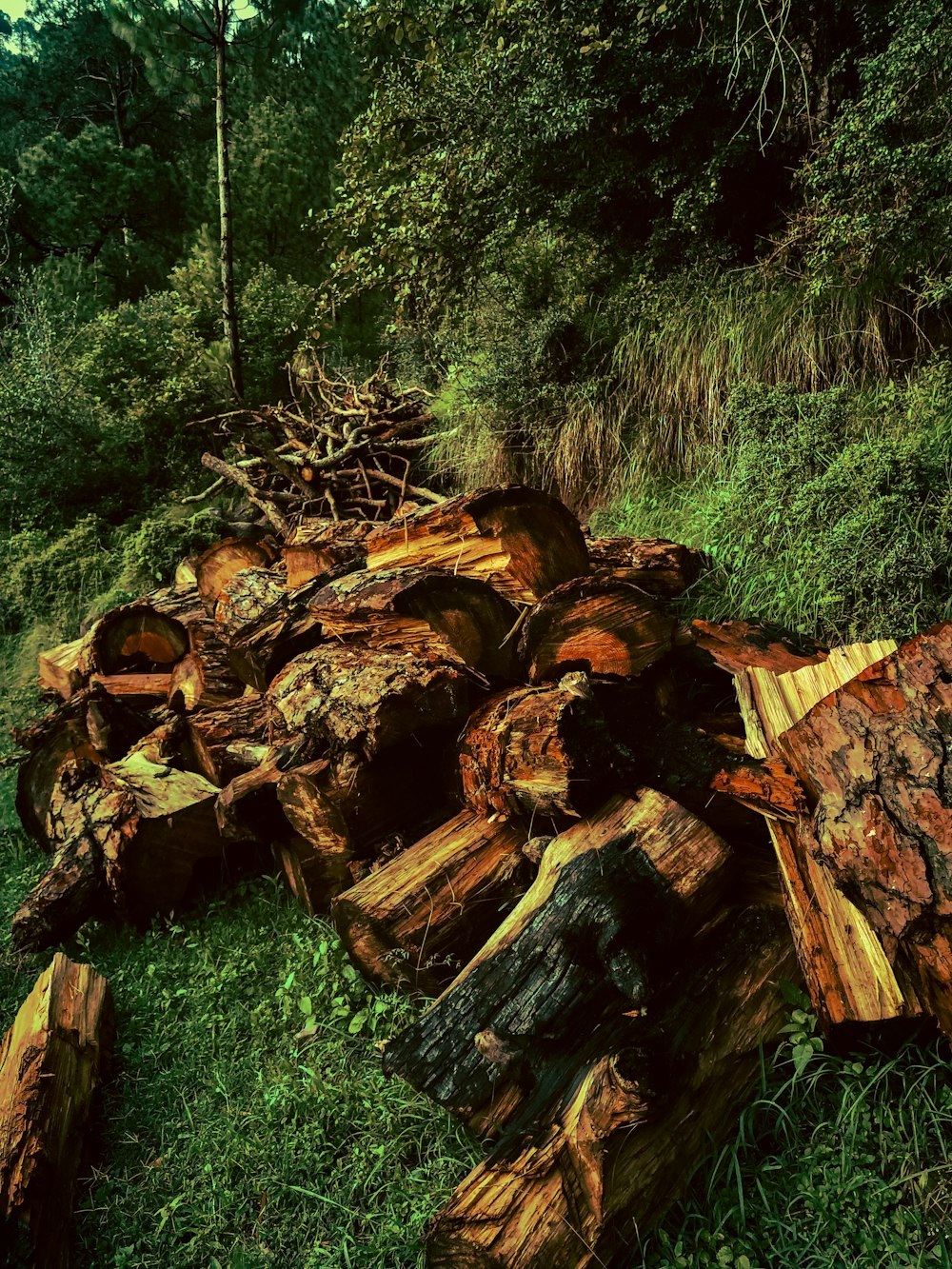 a group of logs in a forest