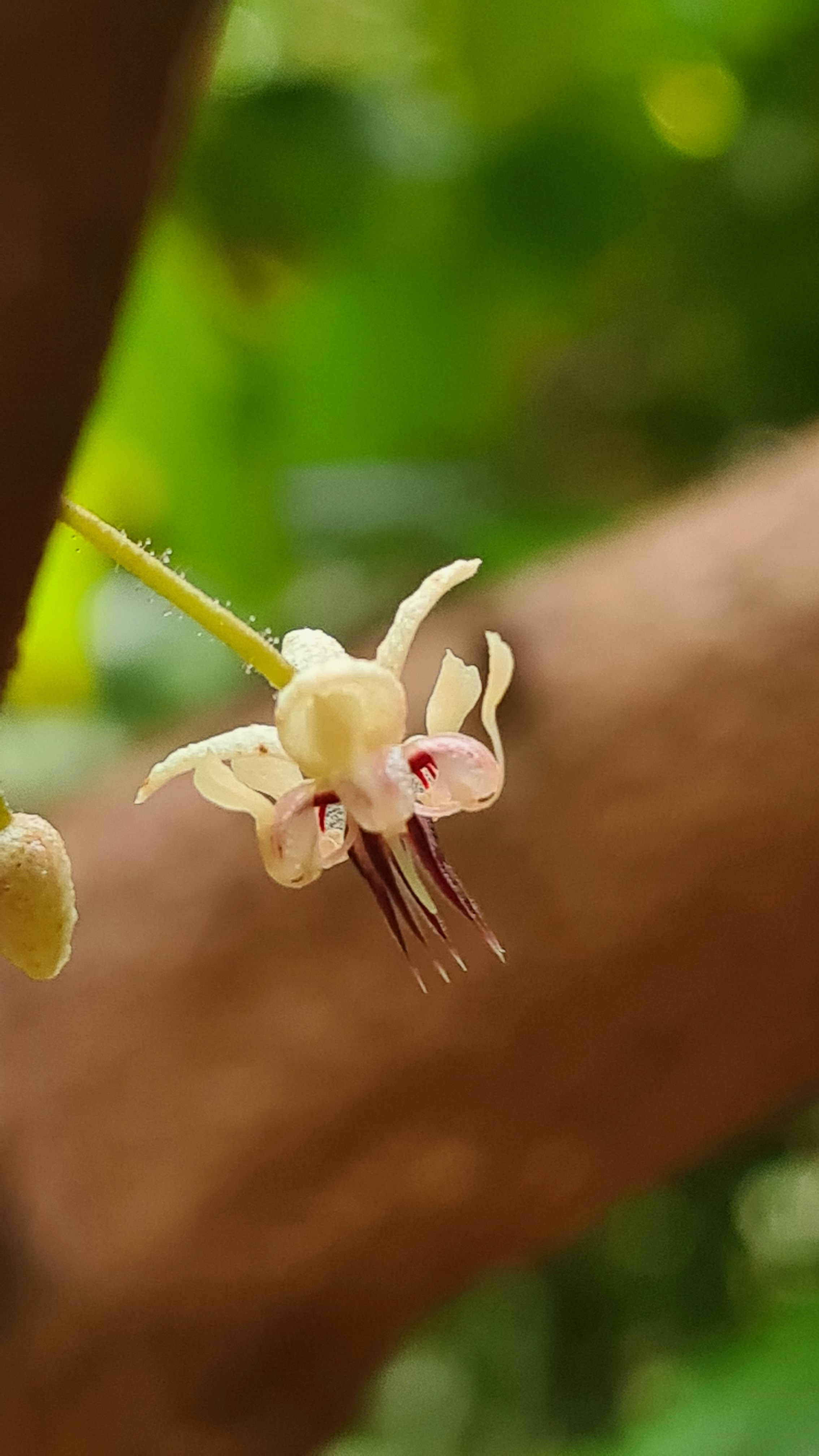 a white flower with red spots