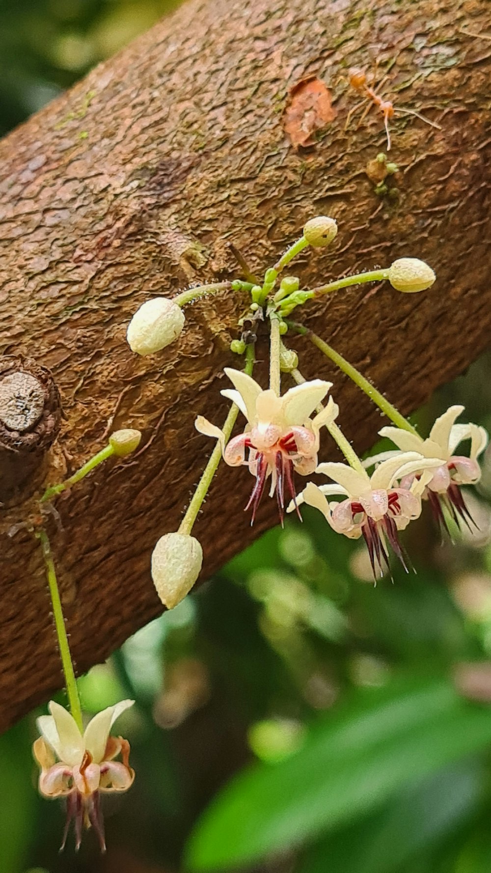 close up of flowers