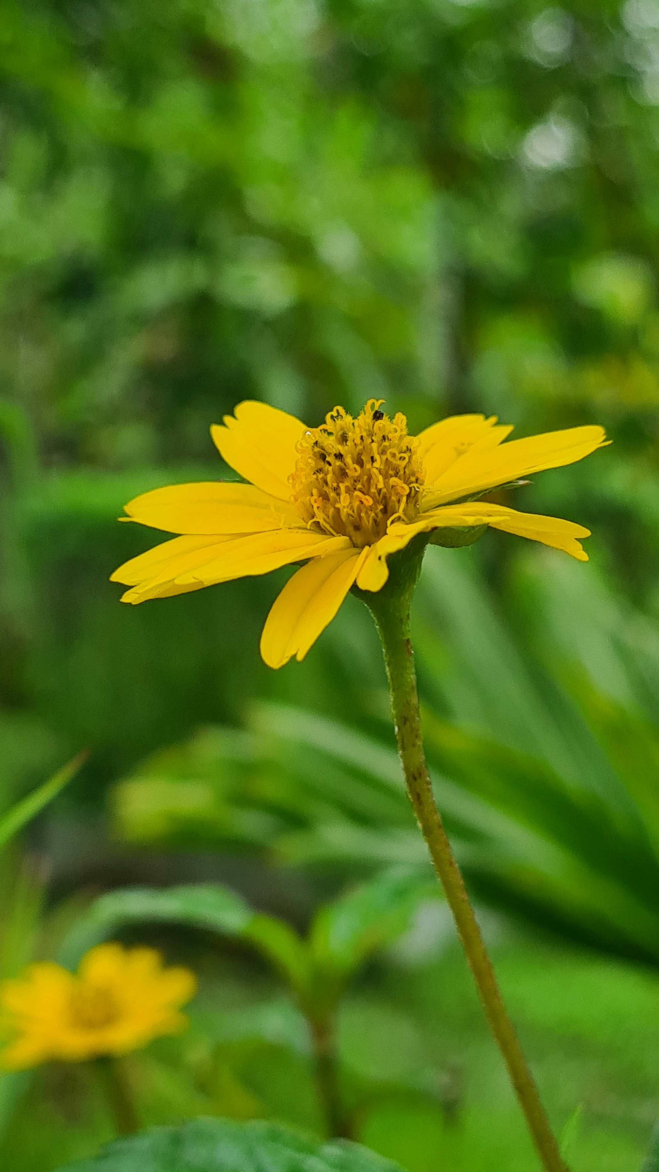 a yellow flower with green leaves