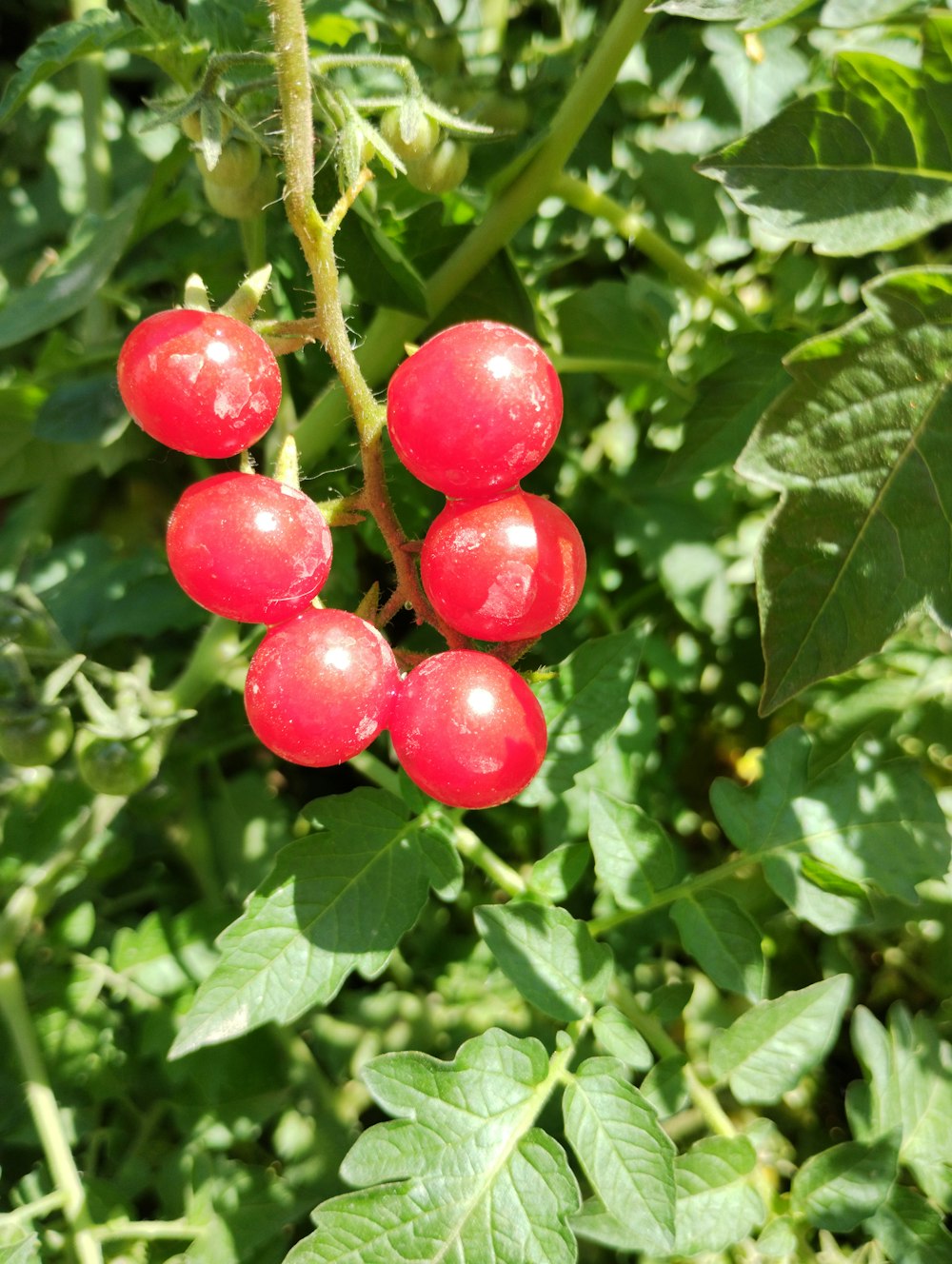 a group of red berries on a tree