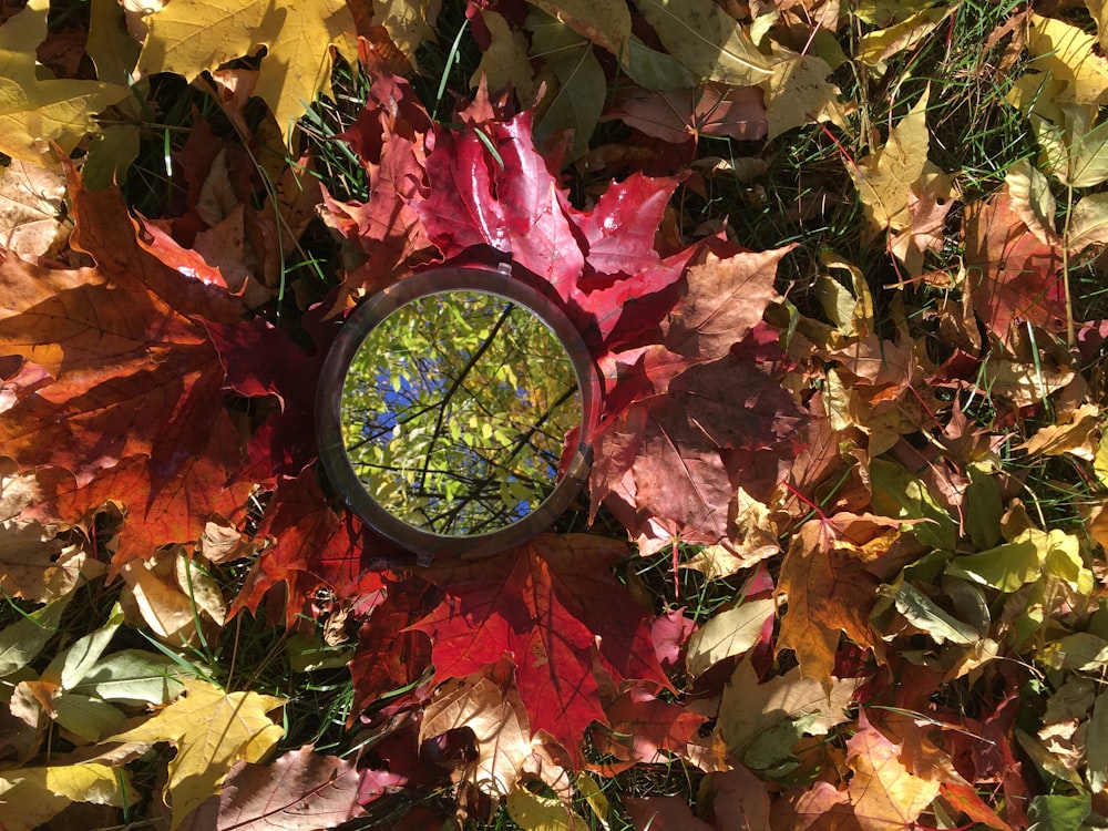 a metal wheel surrounded by leaves