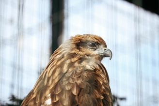 A close-up of a rehabilitated animal ready for release.