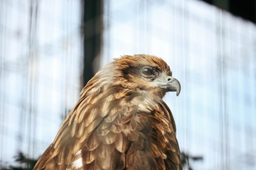 A close-up of a rehabilitated animal ready for release.