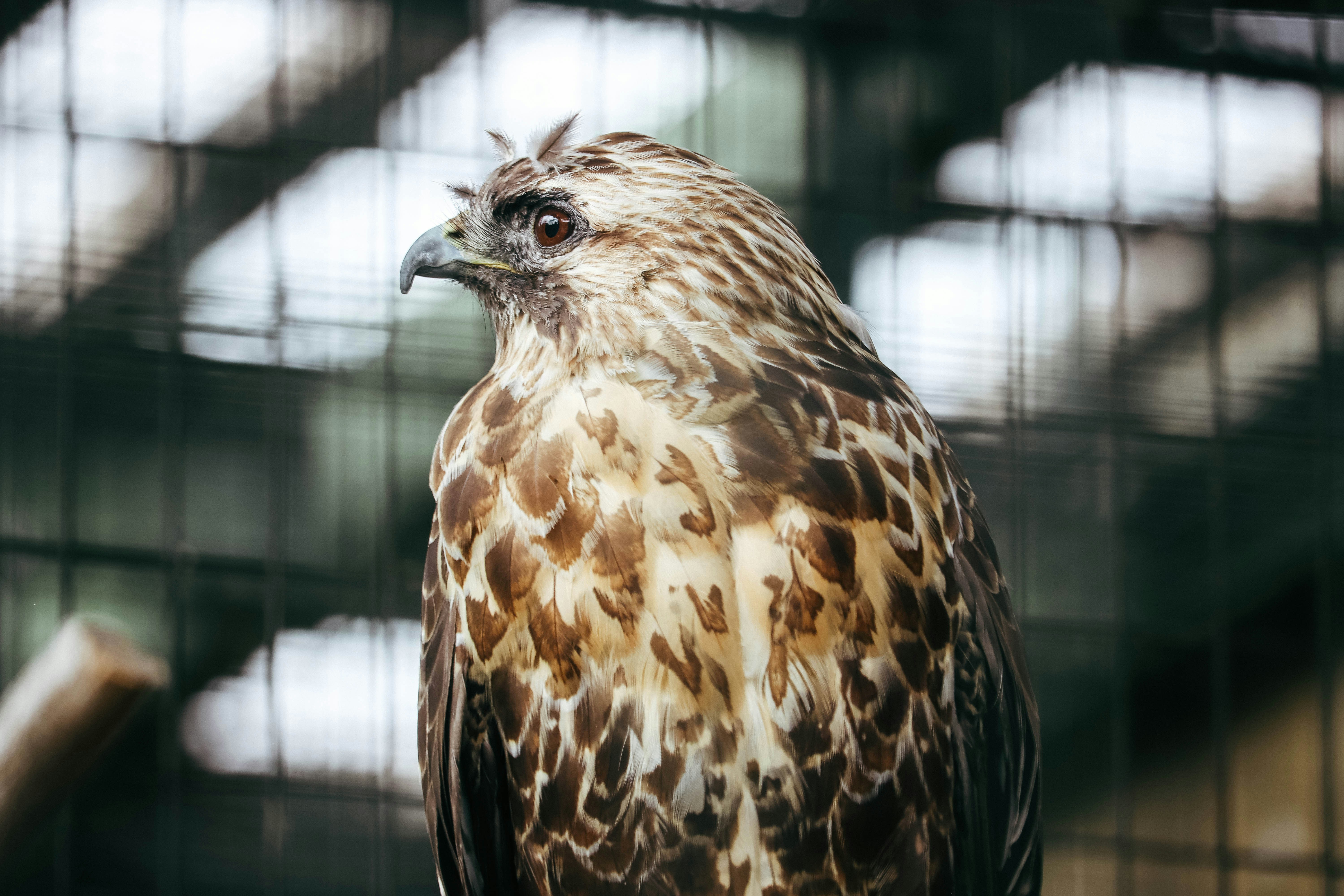 Falcon Sensor Safety and security