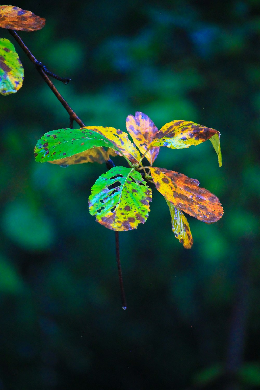 a close-up of a plant