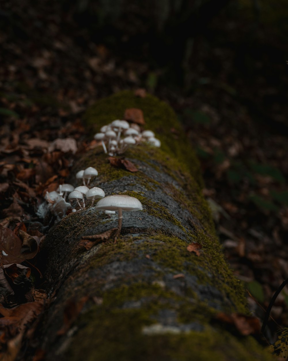 a group of mushrooms growing on a log