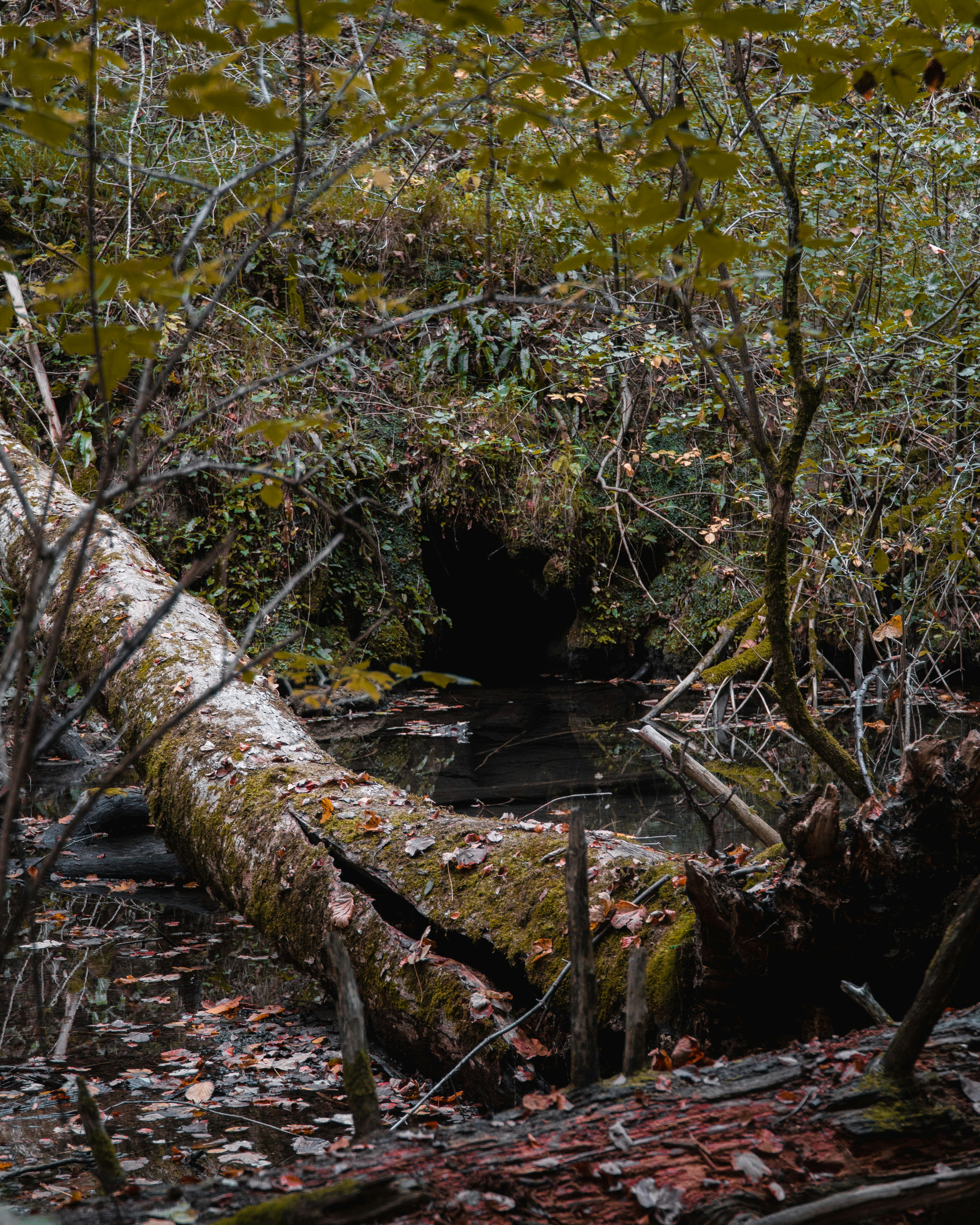 Photo by silentphocro