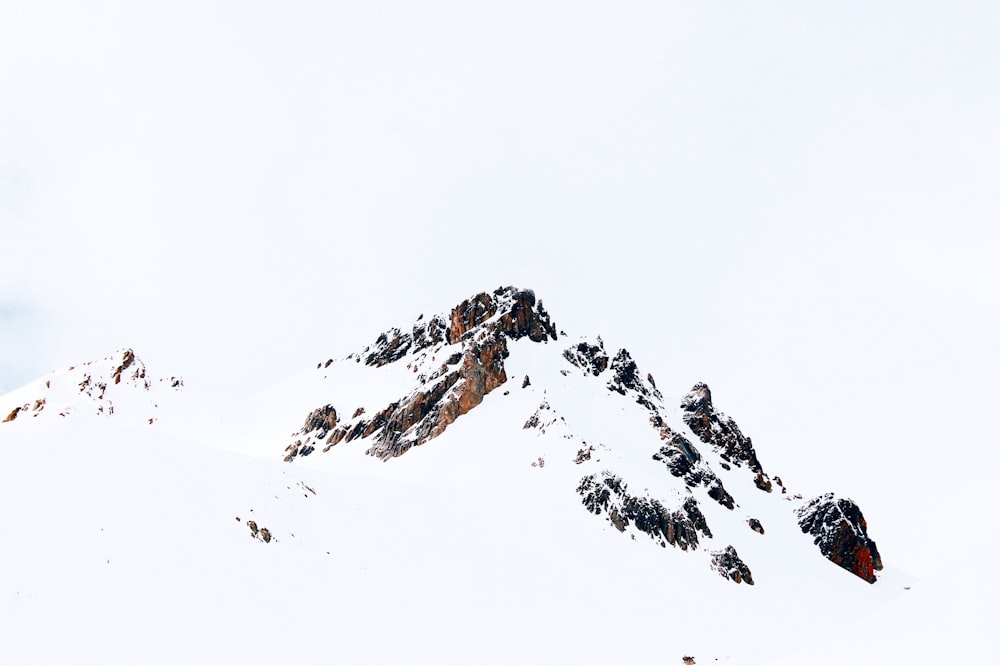 a group of ants on a white surface