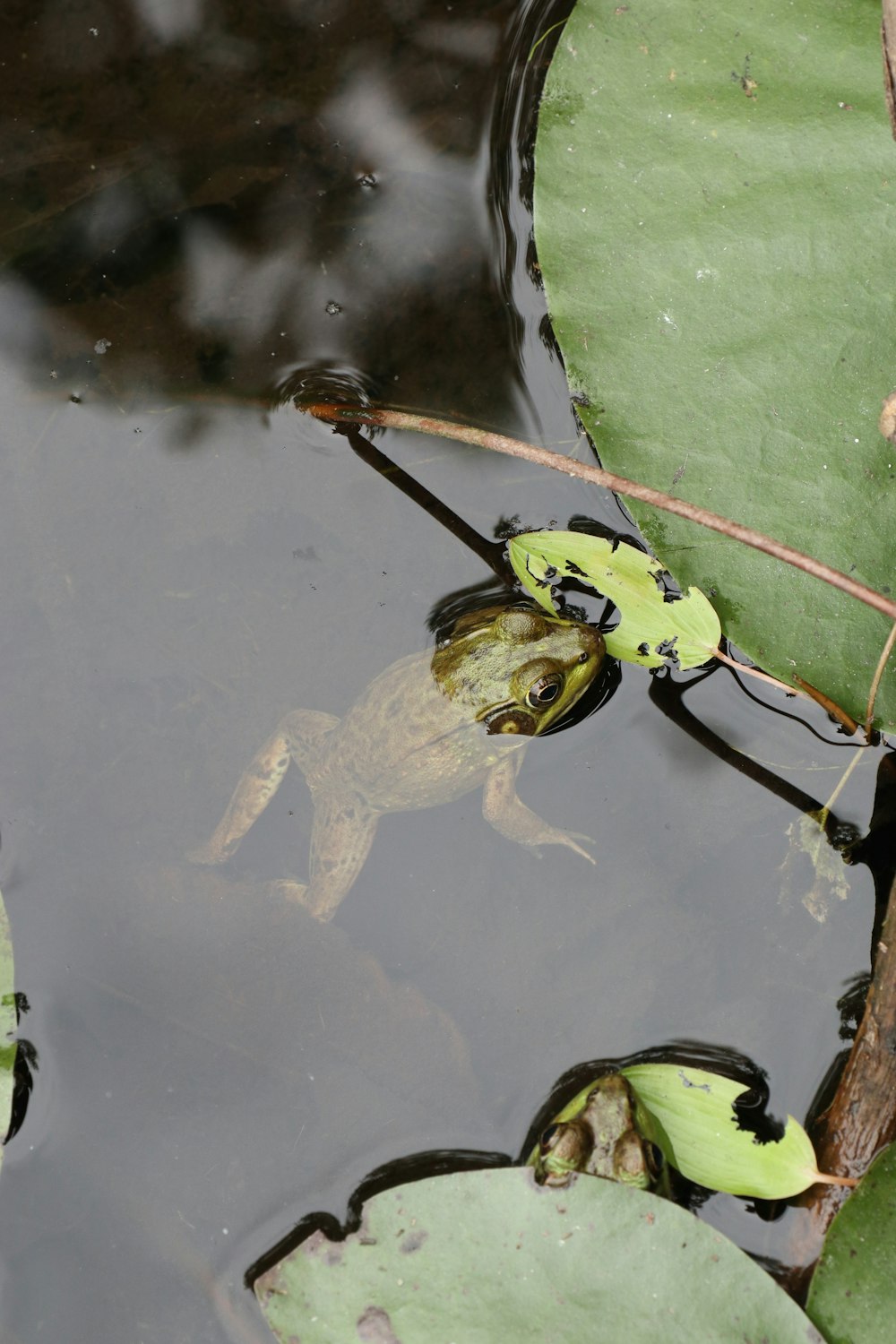 a frog on a leaf