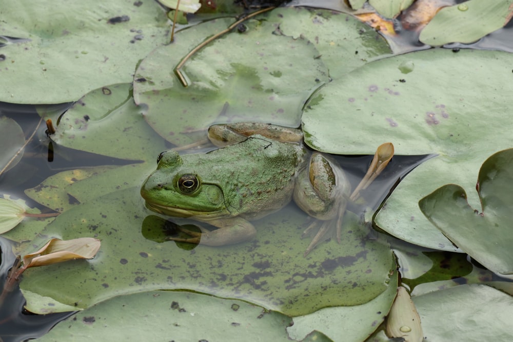 a group of frogs in water