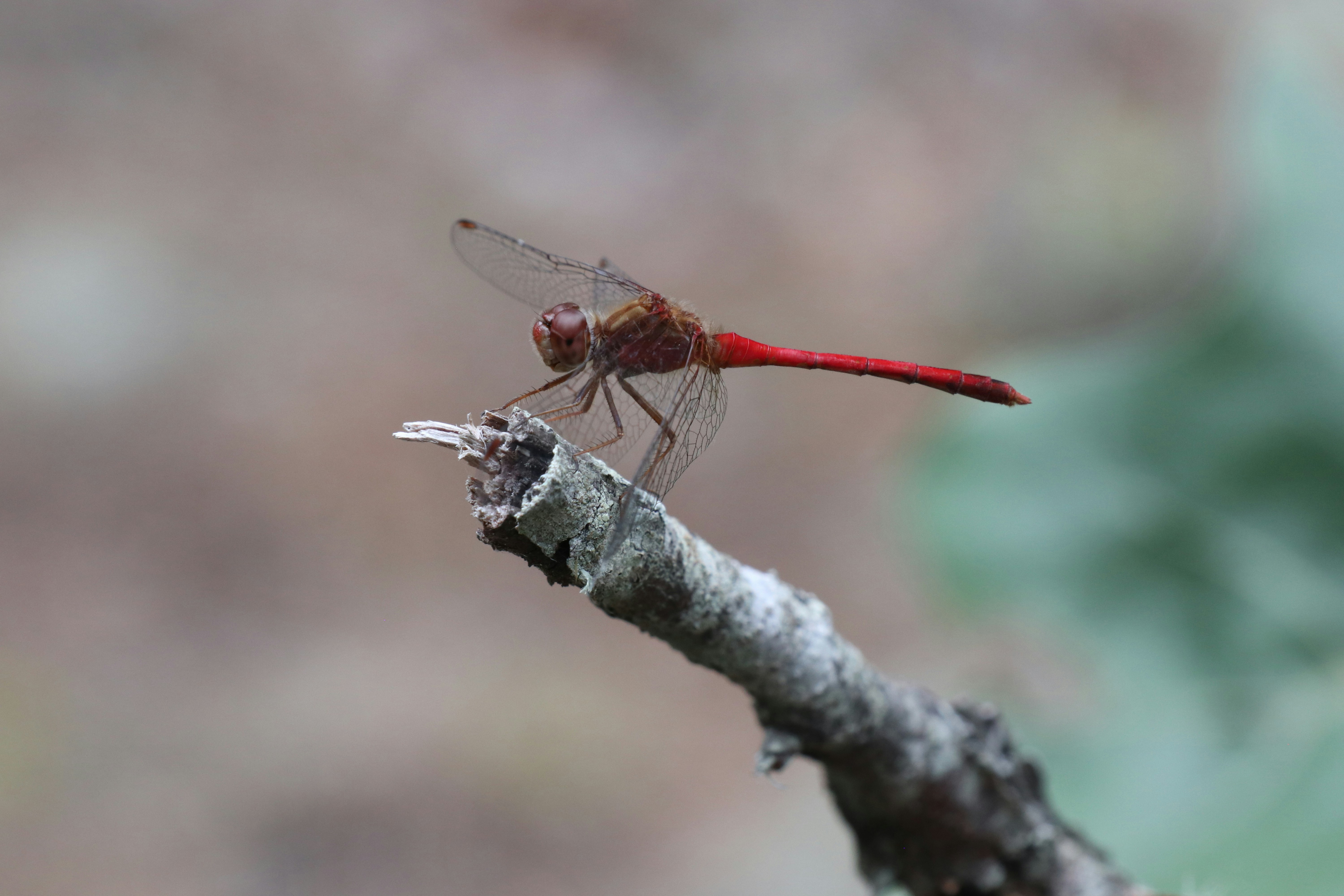 a dragonfly on a branch