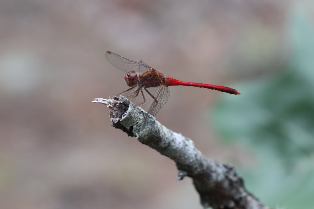 a dragonfly on a branch