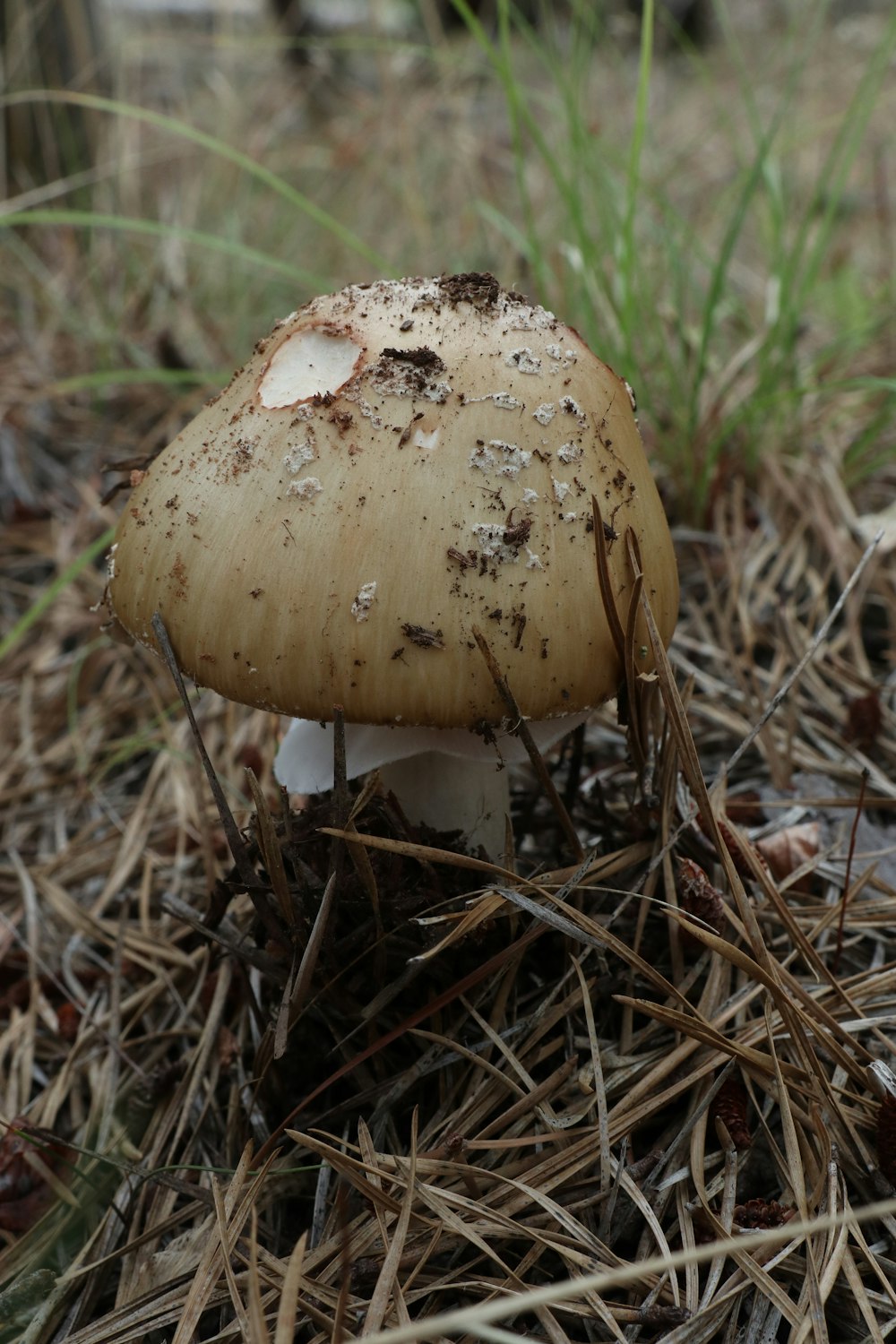 a mushroom in the grass