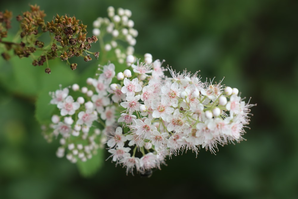 a close up of a flower