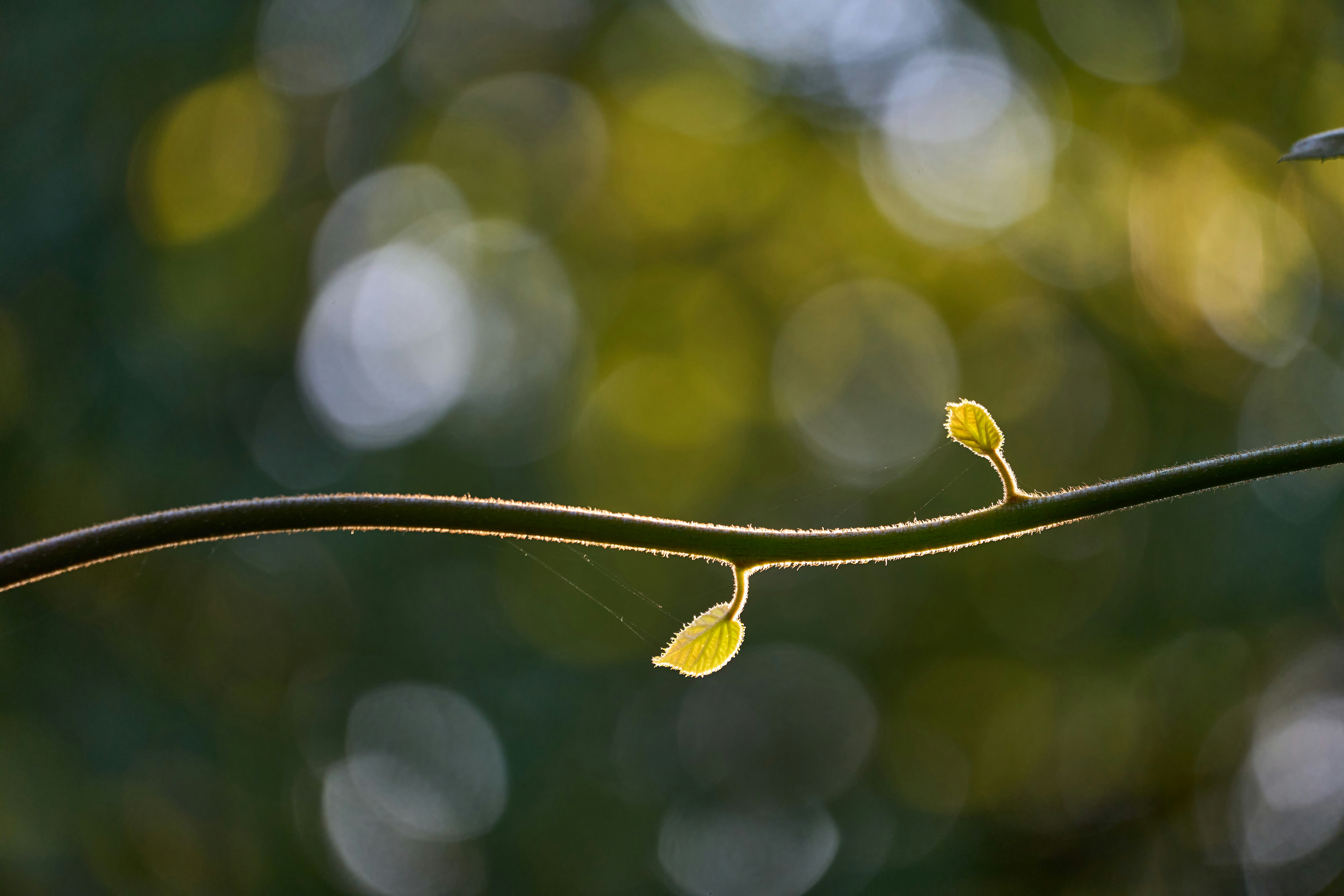 Photo by wolfgang_hasselmann