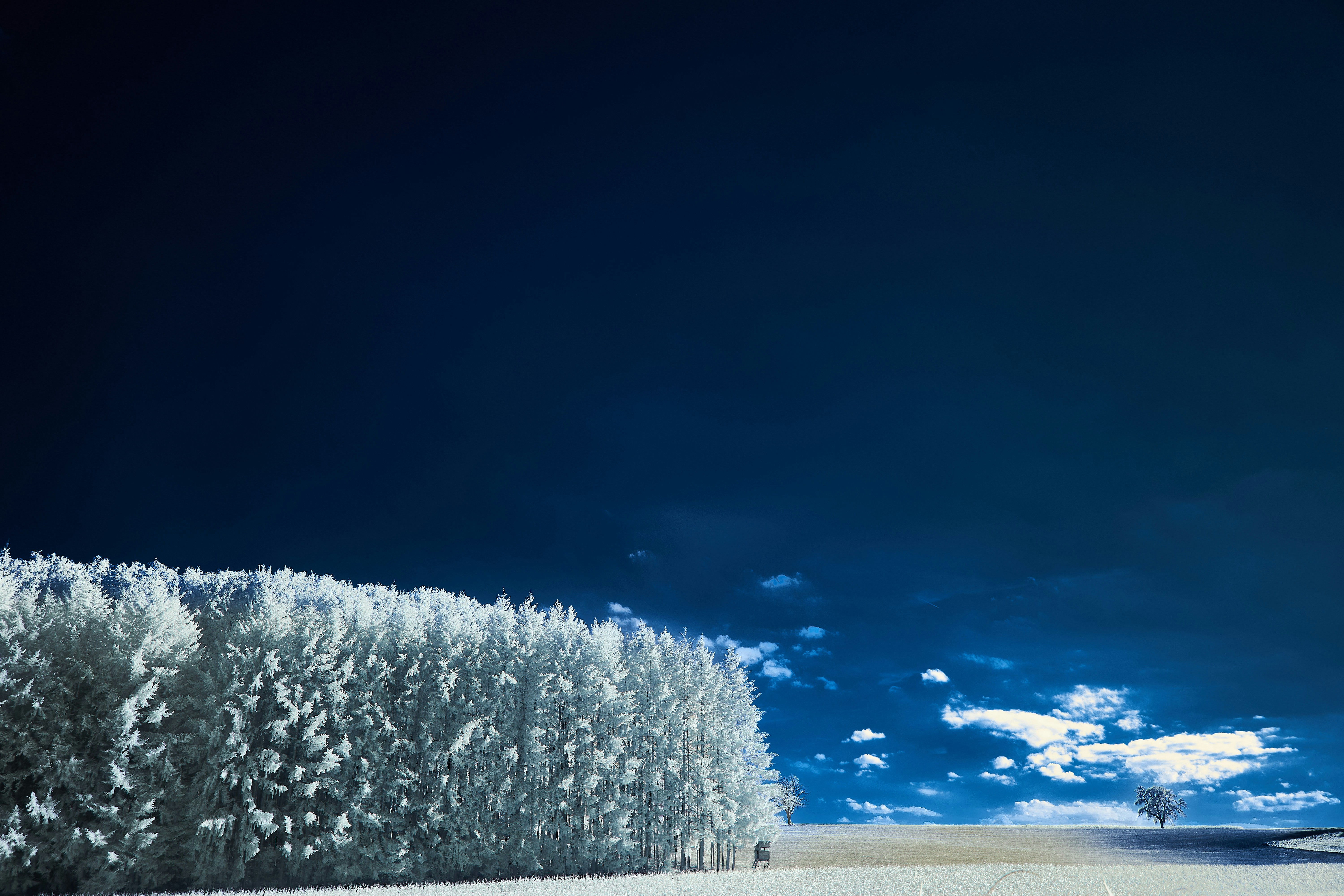 Photo by wolfgang_hasselmann